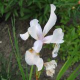 Iris sibirica