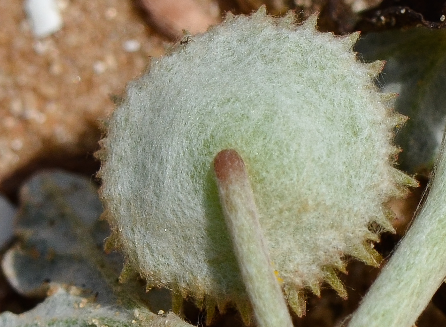 Изображение особи Neurada procumbens.