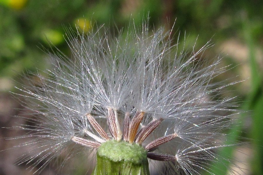 Image of Senecio vulgaris specimen.