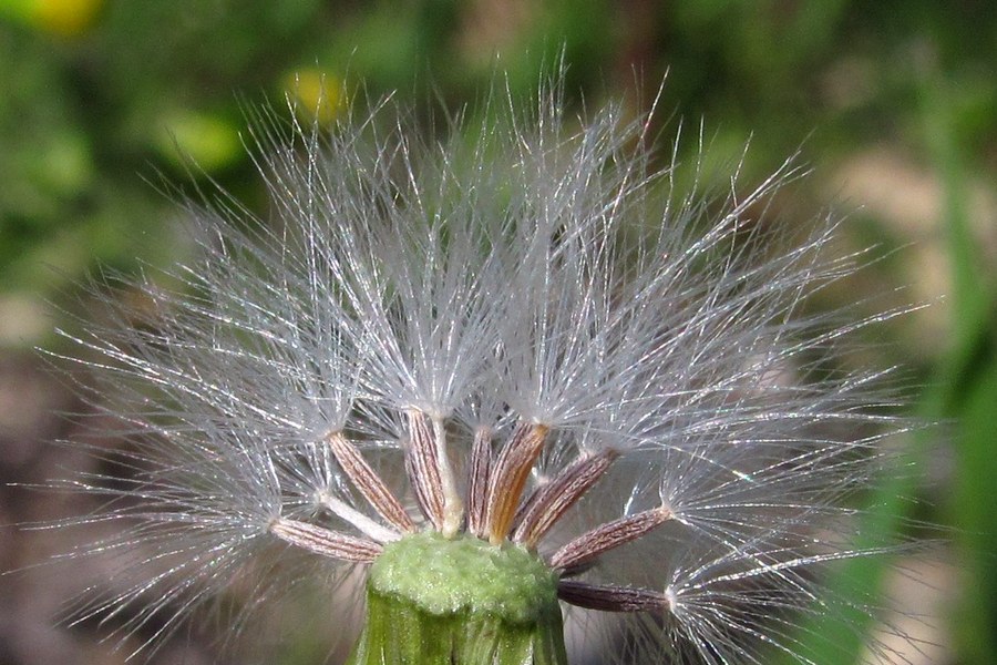 Изображение особи Senecio vulgaris.