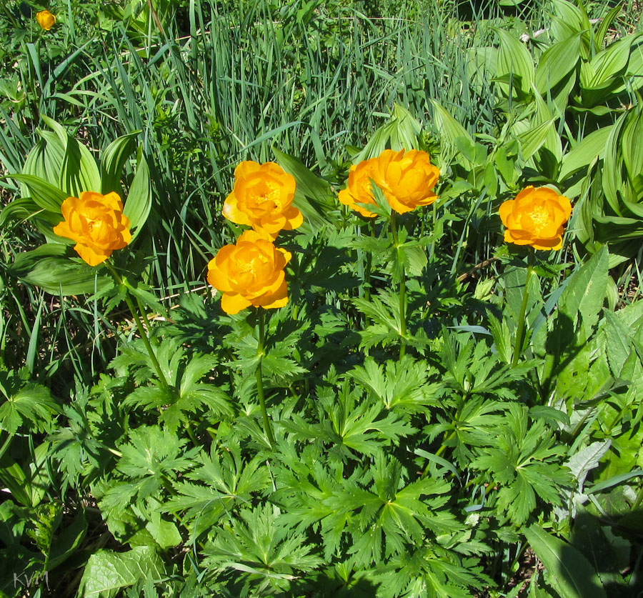 Изображение особи Trollius asiaticus.