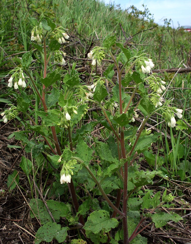 Image of Symphytum tauricum specimen.