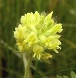 Oxytropis pilosa. Соцветие. Украина, Донецкая обл., Володарский р-н, заповедник \"Каменные могилы\". 02.06.2012.