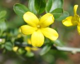 Jasminum fruticans