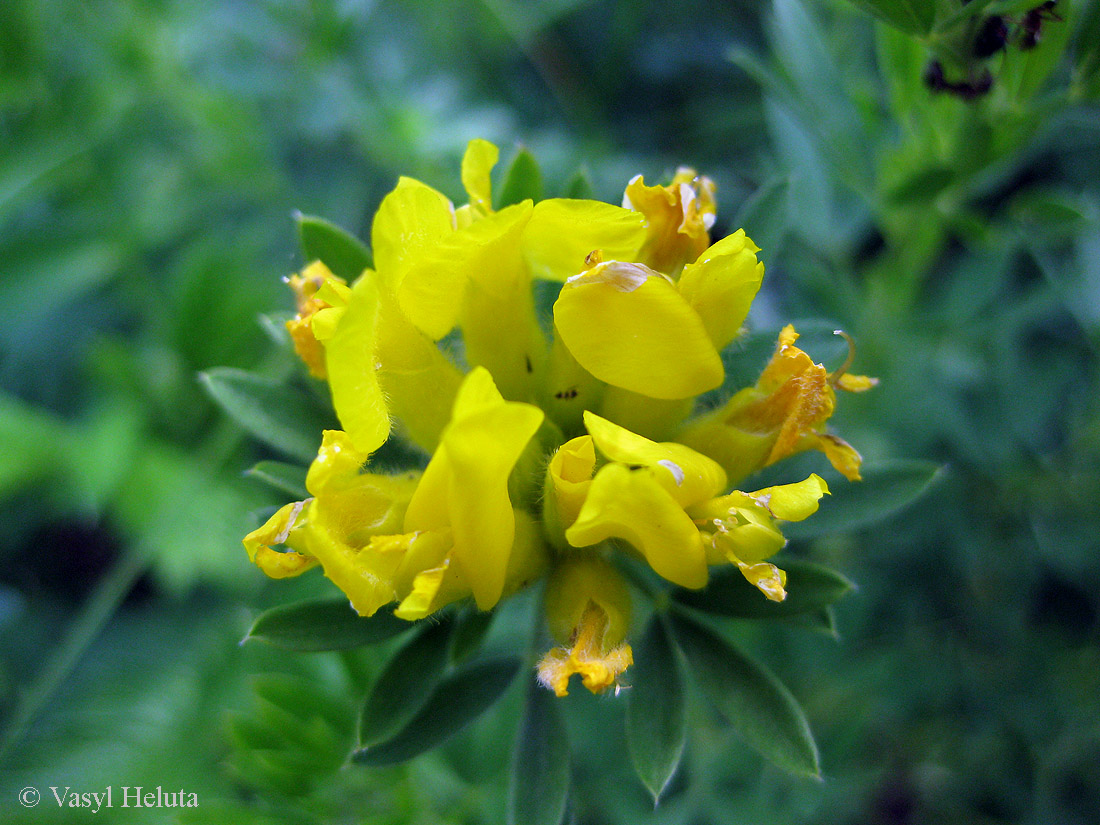 Image of Chamaecytisus austriacus specimen.