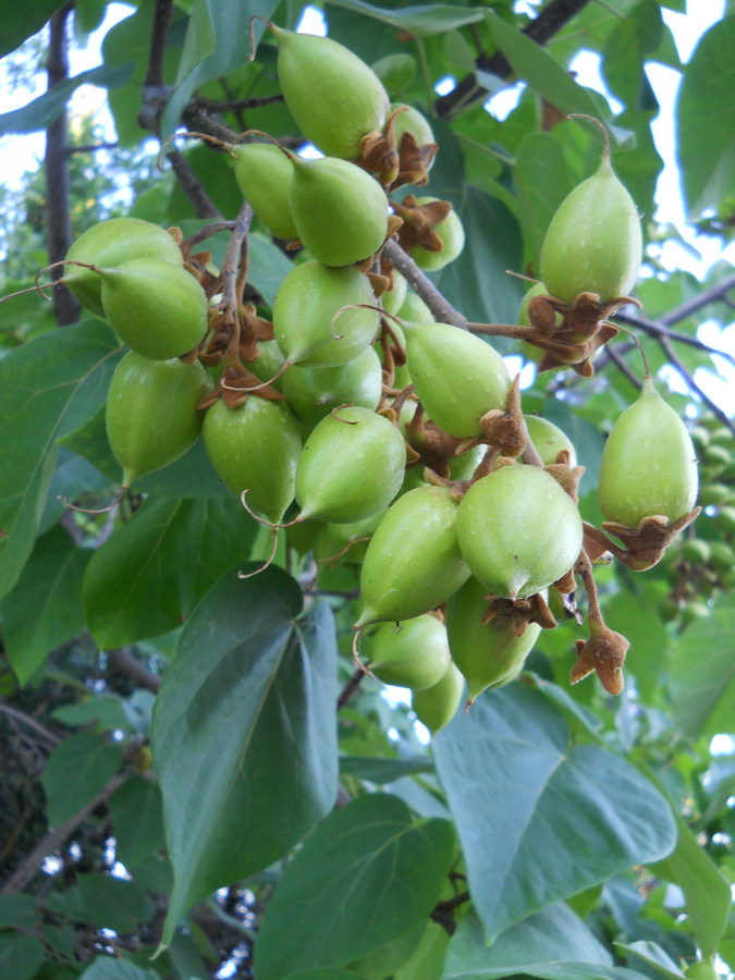 Изображение особи Paulownia tomentosa.