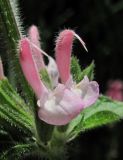 Salvia viridis. Цветки. Абхазия, г. Сухум, ботанический сад. 12.06.2012.