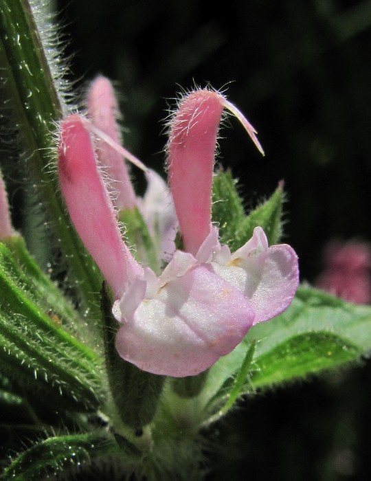 Изображение особи Salvia viridis.