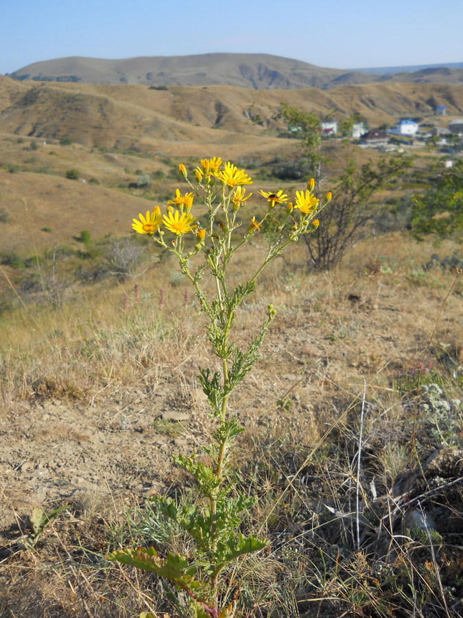 Image of Senecio jacobaea specimen.