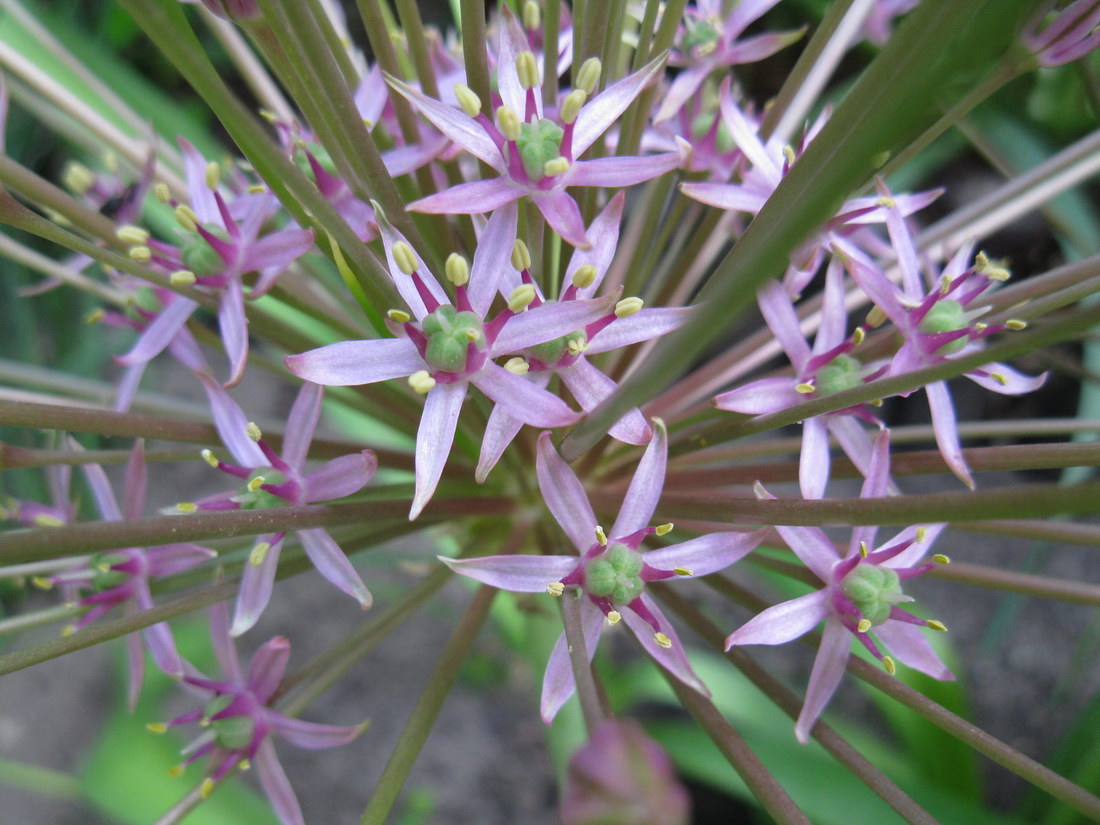 Image of Allium schubertii specimen.