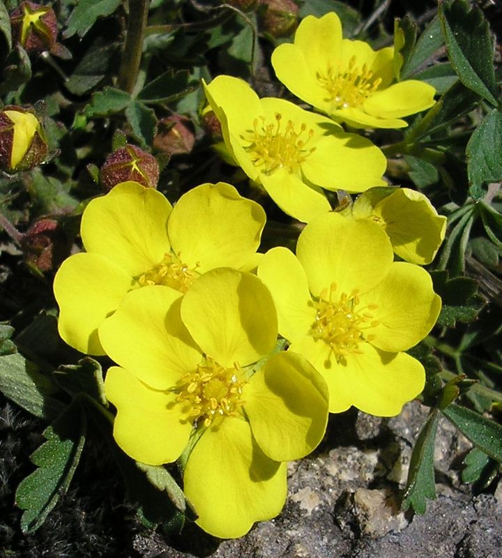 Изображение особи Potentilla incana.