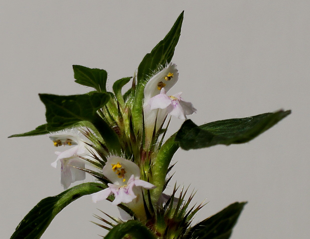 Image of Galeopsis tetrahit specimen.