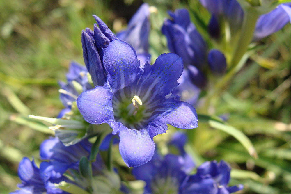 Image of Gentiana decumbens specimen.