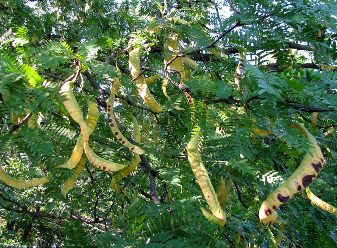 Изображение особи Gleditsia triacanthos.