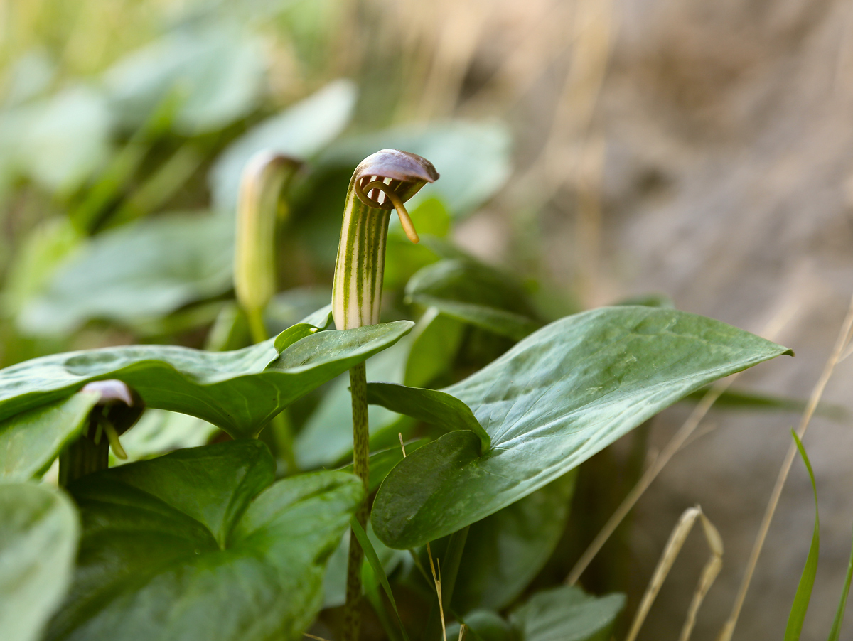 Изображение особи Arisarum vulgare.