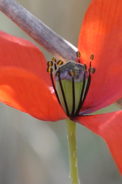 Image of Papaver laevigatum specimen.