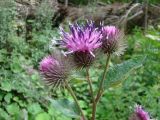 Arctium platylepis