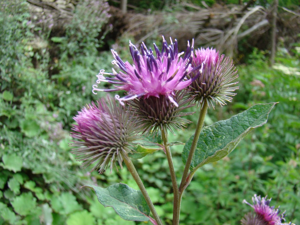 Изображение особи Arctium platylepis.