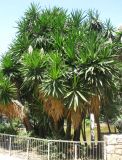 Yucca gigantea