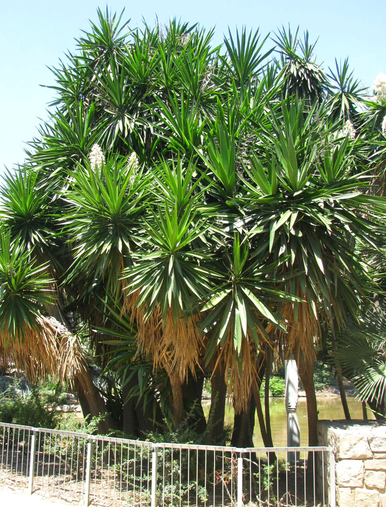 Изображение особи Yucca gigantea.