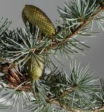 Cedrus atlantica. Часть ветки с микростробилами. Германия, г. Кемпен, в культуре. 12.09.2012.