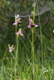 Ophrys apifera. Цветущее растение. Испания, Страна Басков, Алаба, окр. сельского поселения Гопеги, просёлочная дорога в можжевелово-дубовом редколесье. 08.06.2012.