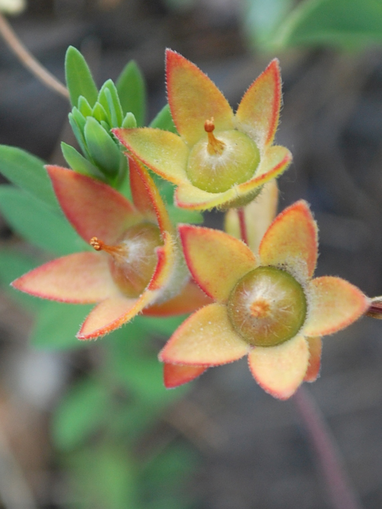Image of Androsace maxima specimen.