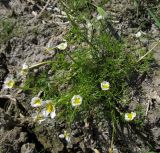 Ranunculus baudotii