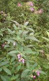 Impatiens glandulifera. Цветущее растение. Курская обл., Железногорский р-н, сл. Михайловка, Казацкий источник. 14 августа 2007 г.