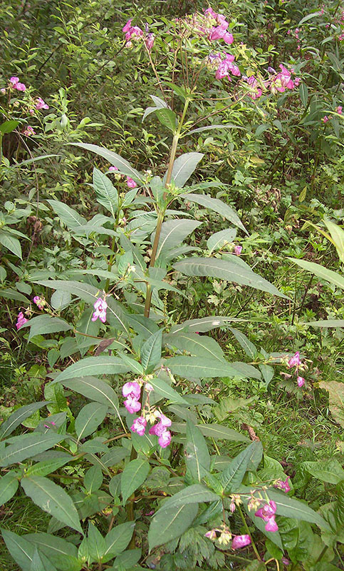 Image of Impatiens glandulifera specimen.