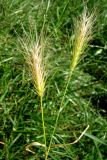 Hordeum leporinum