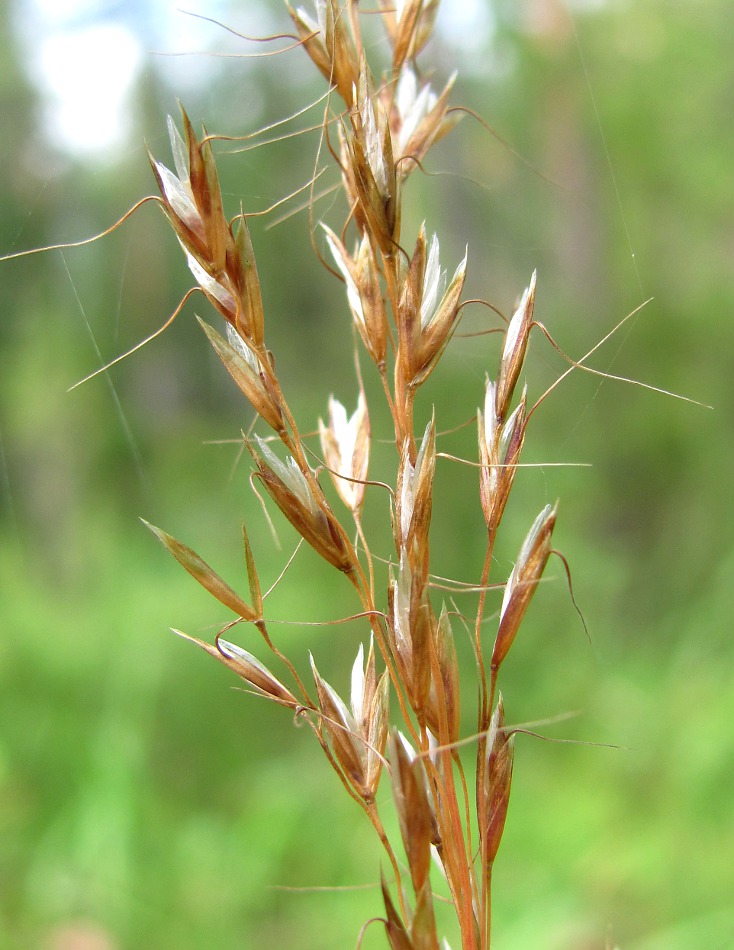 Image of Trisetum sibiricum specimen.