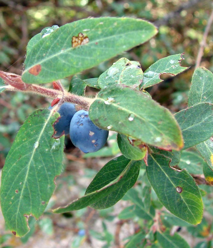 Image of Lonicera stenantha specimen.