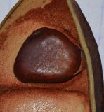 Image of taxon representative. Author is Татьяна Мальчинская