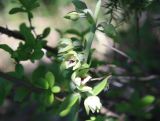 Epipactis condensata