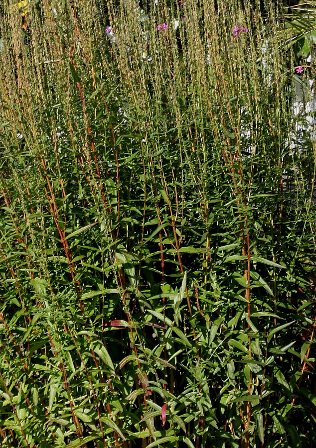 Image of Lythrum salicaria specimen.