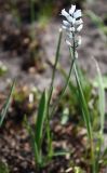 Hyacinthella leucophaea. Цветущее растение. Белгородская обл., Старооскольский р-н, участок \"Лысая гора\" заповедника \"Белогорье\". 03.05.2009.