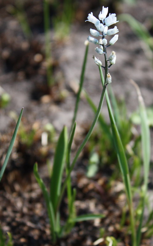 Image of Hyacinthella leucophaea specimen.