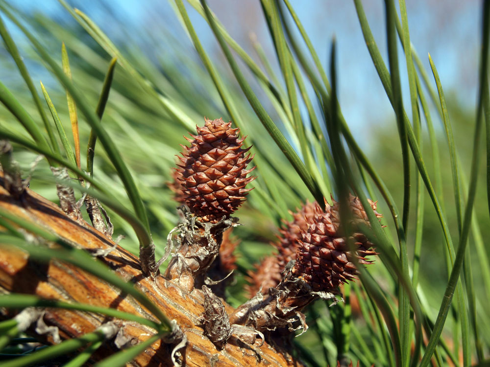 Сосна род хвойных. Pinus rigida. Сосна жёсткая. Сосновые (семейство). Сосновые (порядок).