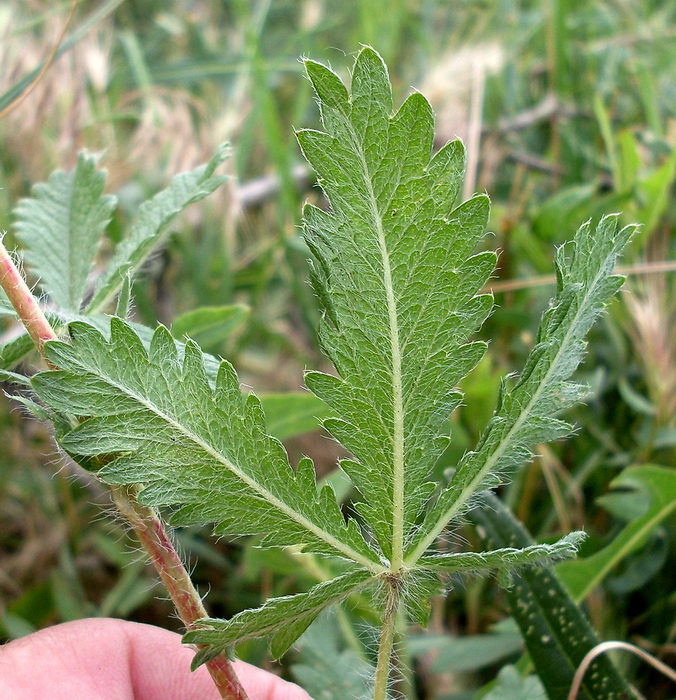 Image of genus Potentilla specimen.