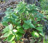 Fritillaria camschatcensis