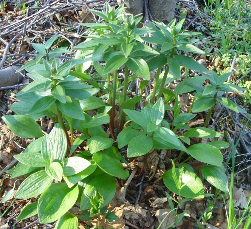 Изображение особи Fritillaria camschatcensis.