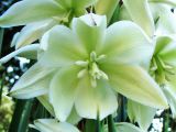 Yucca gloriosa