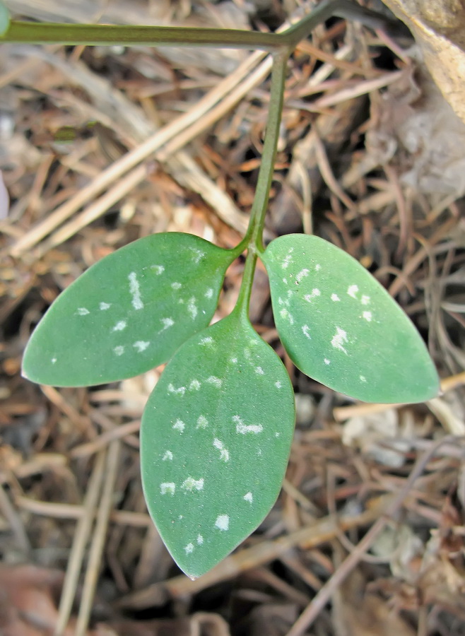 Image of Corydalis repens specimen.