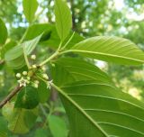 Frangula alnus