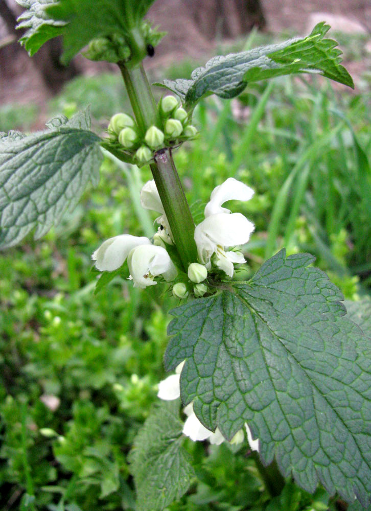 Image of Lamium album specimen.