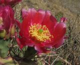 Opuntia phaeacantha var. camanchica f. rubra