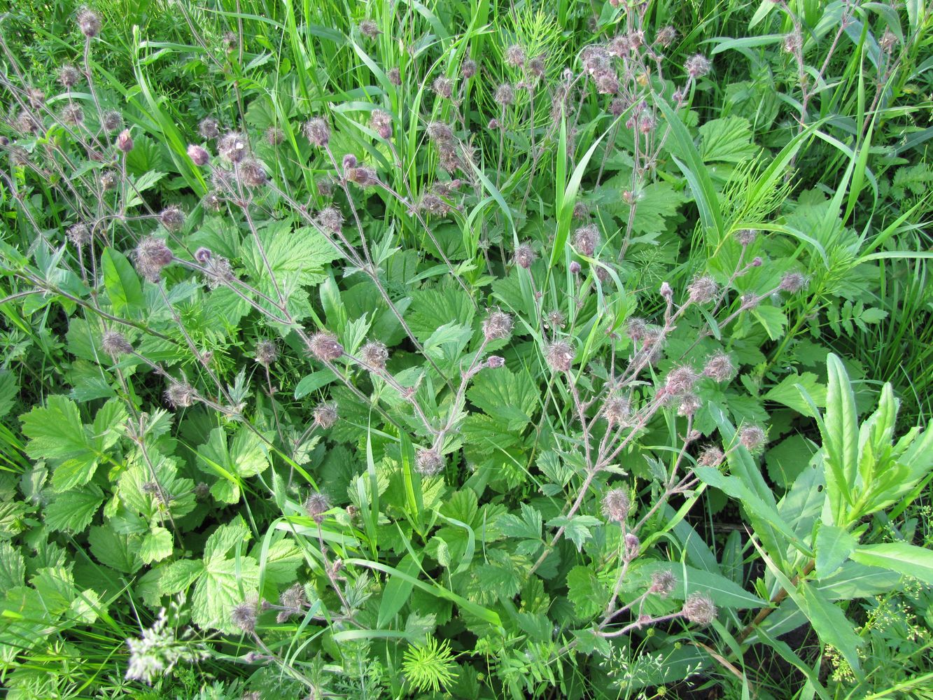 Image of Geum rivale specimen.