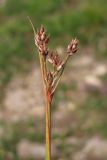 Luzula multiflora