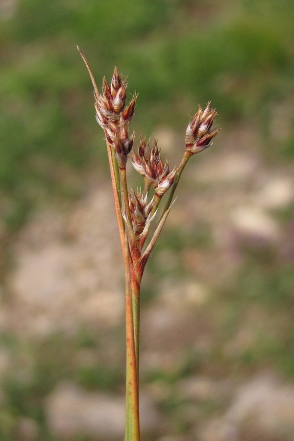 Изображение особи Luzula multiflora.